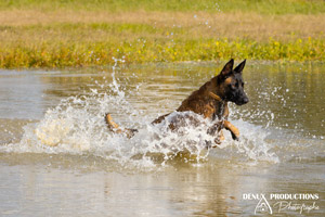 photographe pour shooting photo de votre chien, chat ou autres animaux de compagnie en region Centre val de Loire - Orleans - Sologne - Vierzon