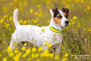 photographe - photo chien sur orleans et sologne